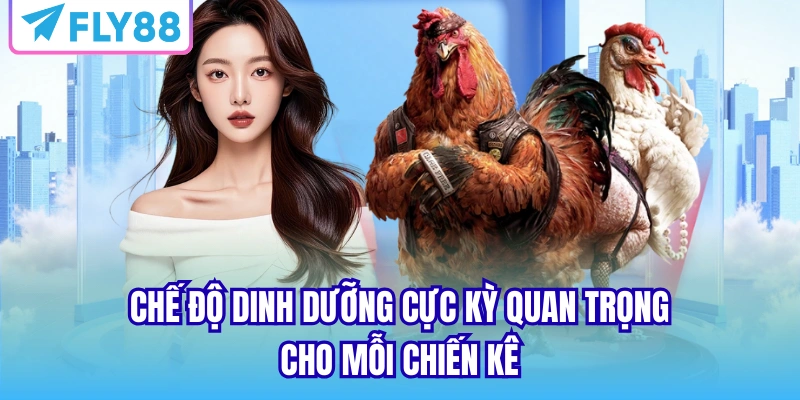 Chế độ dinh dưỡng cực kỳ quan trọng cho mỗi chiến kê